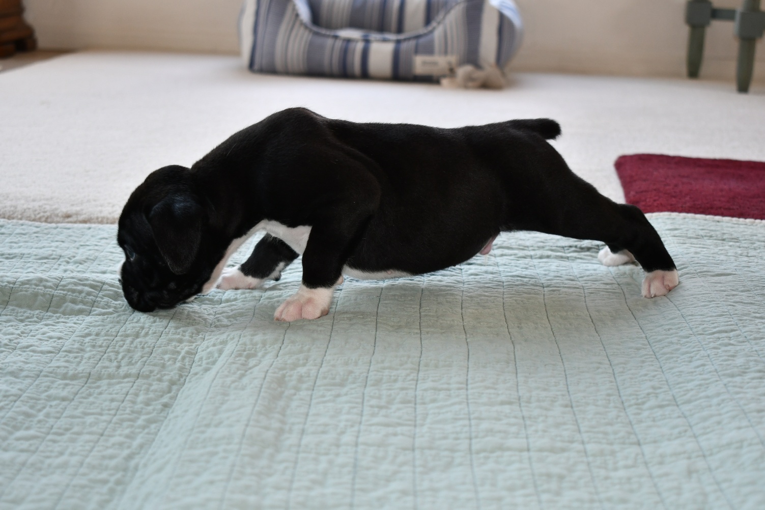 AKC Black Boxer Champion Boxer Puppy For Sale In Texas Boxer Breeder